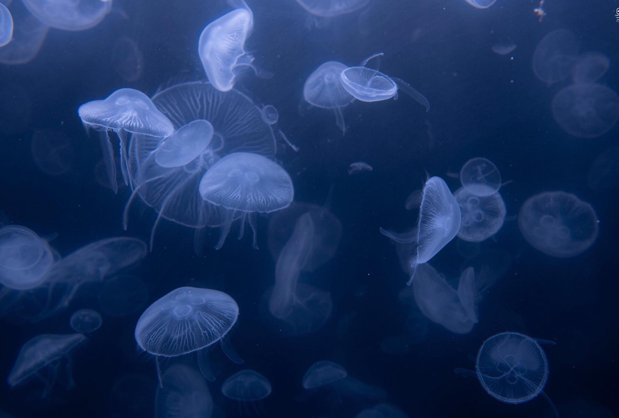 ببینید| ویدئویی دیدنی از شبح ۱۰ متری مخوف در اعماق اقیانوس